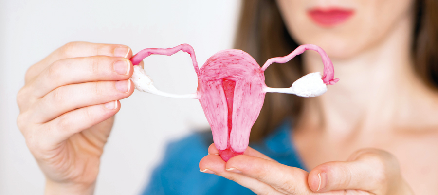 Frauenaerztin-Muehltal-Beratung-bei-Kinderwunsch-Modell-Gebaermutter-Eierstöcke-900x400px